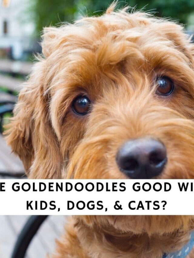 10 Reasons Why Mini Goldendoodles Are the Perfect Pets